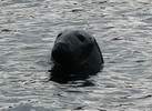 Ein sehr aufdringlicher 'resident seal' in Stornoway